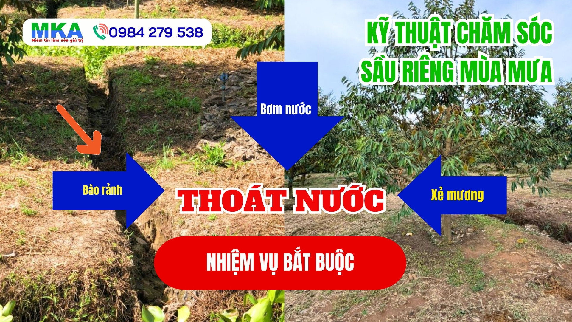 Kỹ thuật chăm sóc sầu riêng mùa mưa (5)